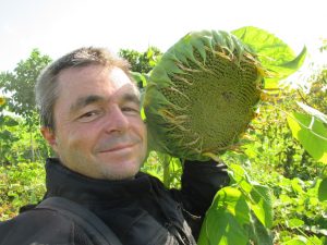 Sunflower Big